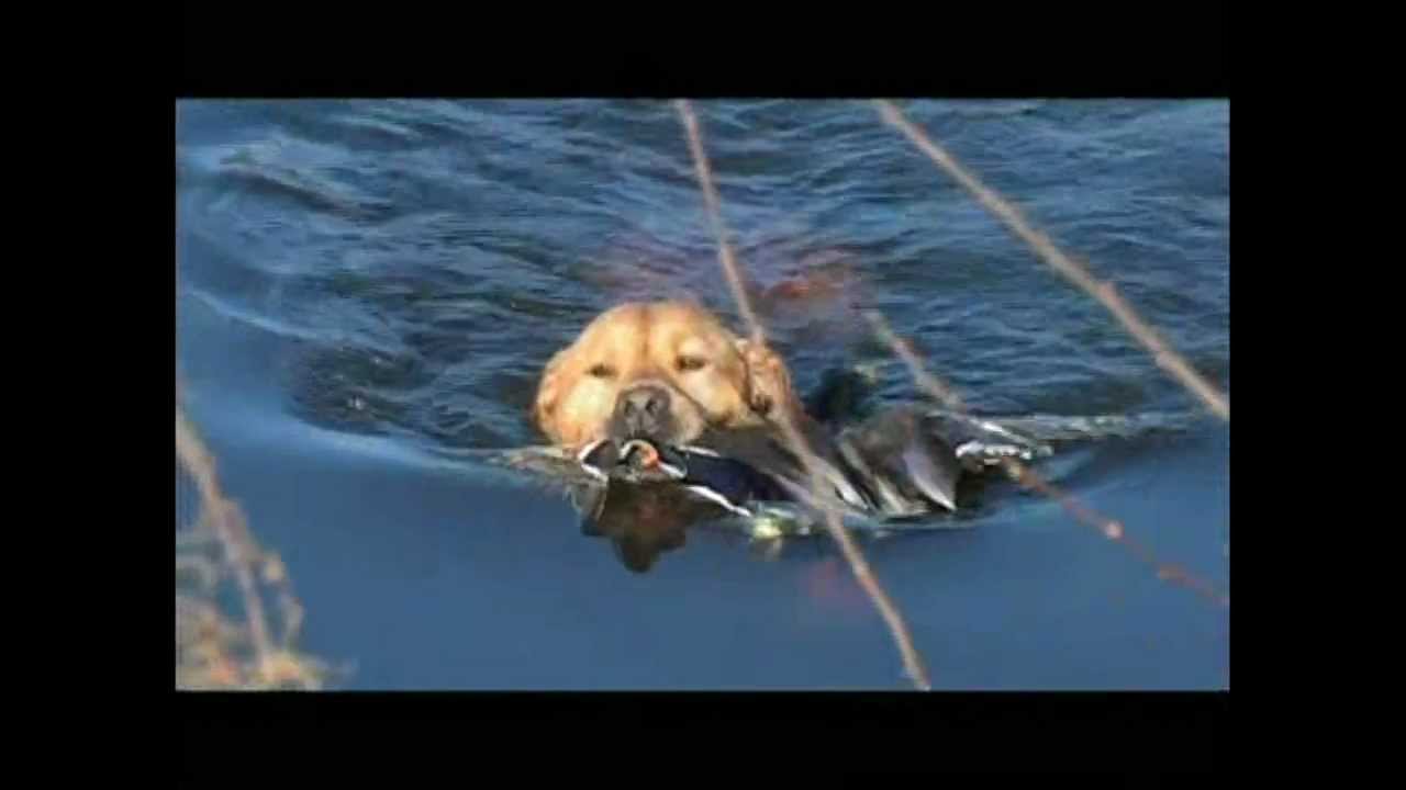 Duck hunting with Beretta