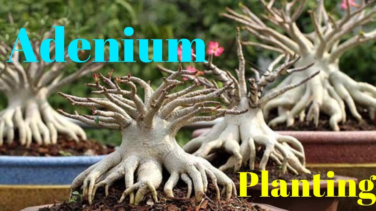 How to Plant an Adenium || Adenium Socotranum || Adenium Arabicum