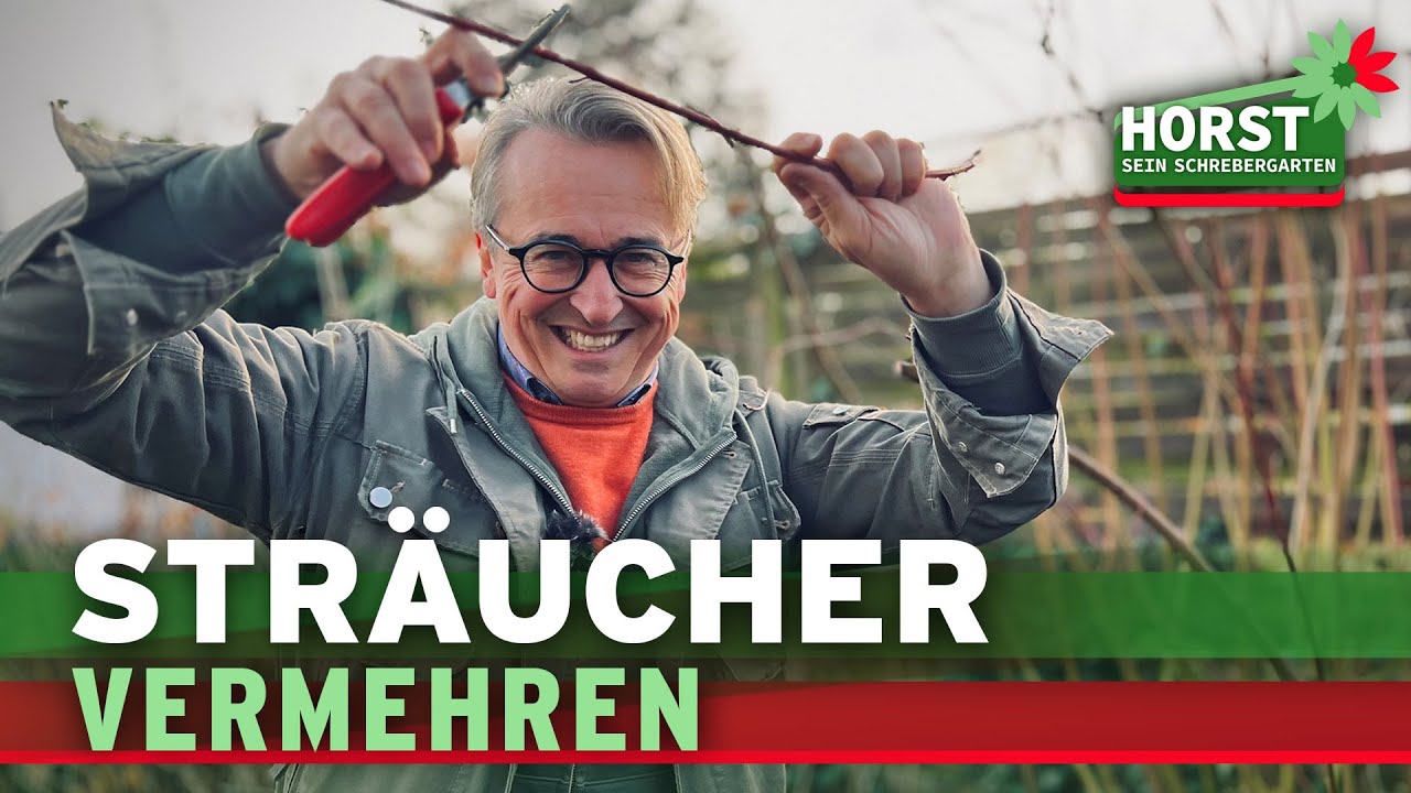 Str&auml;ucher vermehren, Steckh&ouml;lzer schneiden, aber richtig | Horst sein Schrebergarten