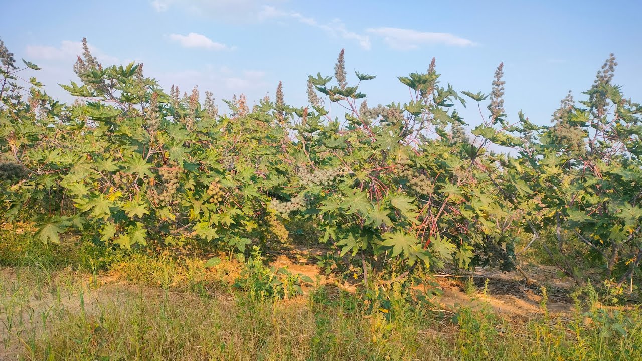How to make! એરંડા ની પાંચમી વીણી કરવાની છે#naturalfarming #gujarati 
