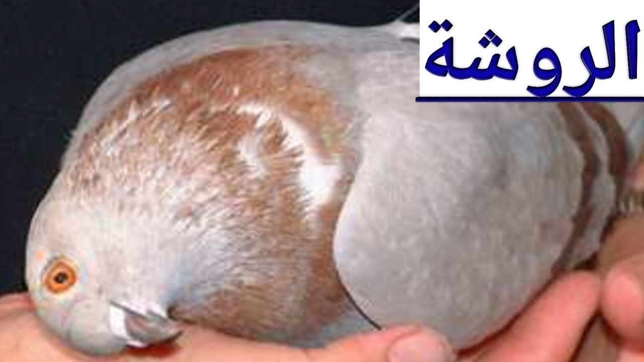 مرض الروشة فى الحمام / أسبابه - أعراضه - علاجه - الوقاية منه .