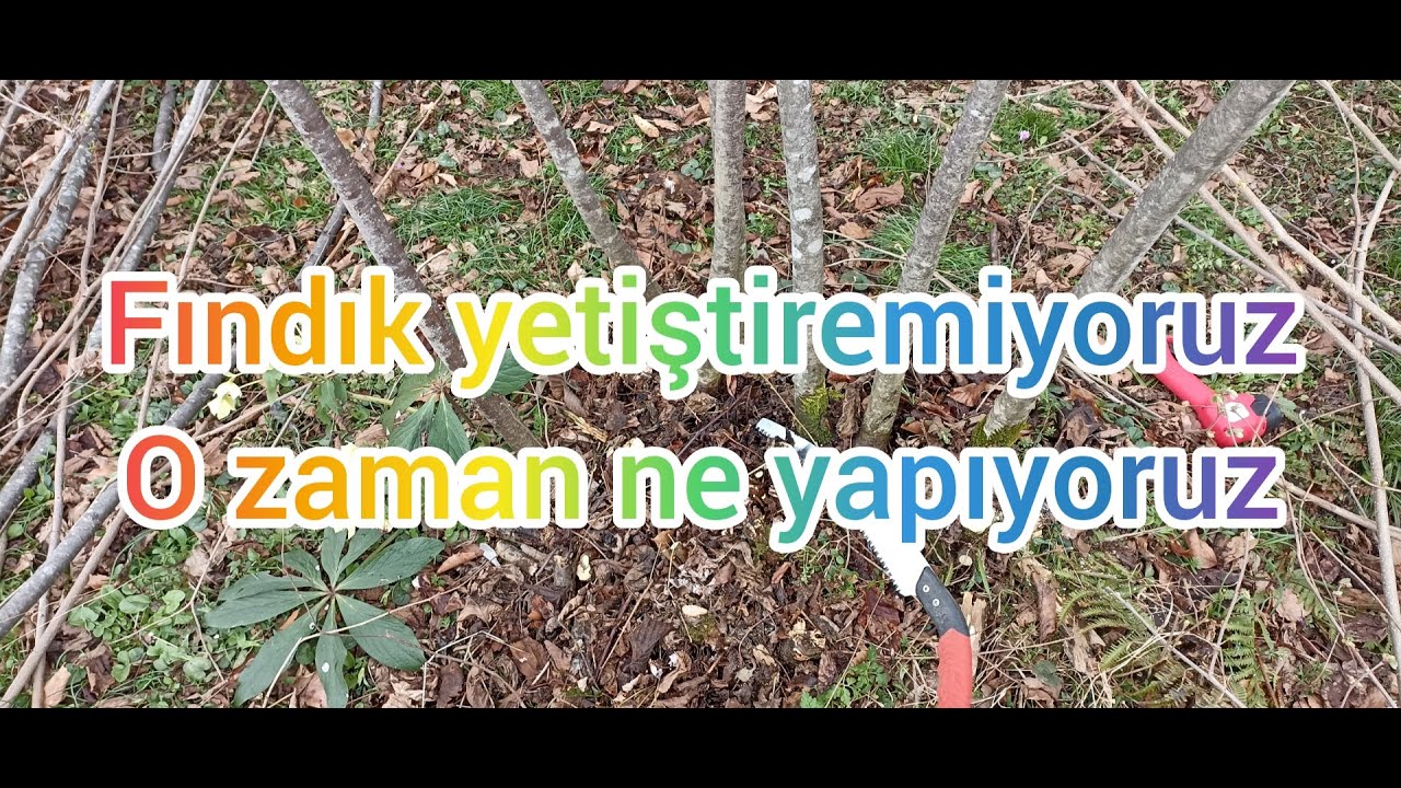 Çiftci olarak fındık yetiştiremiyoruz. peki neden ? Dal kesimi,budama . Çok dal çok fındık mi?