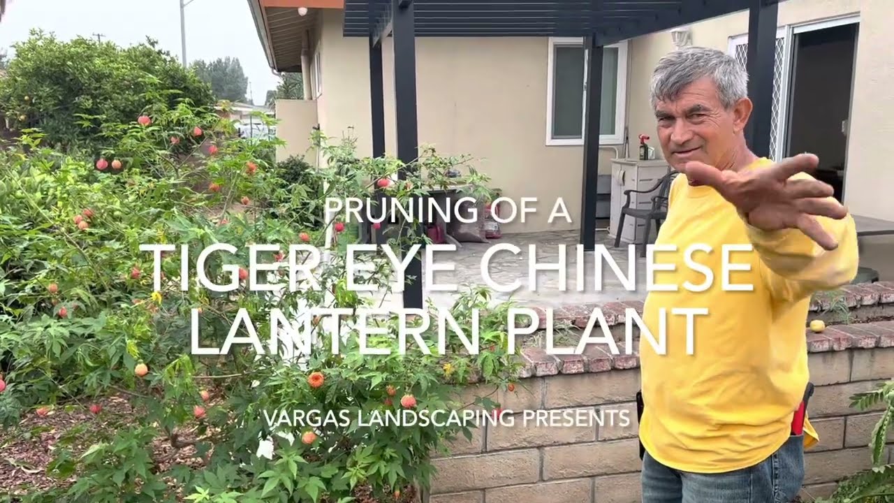 Pruning an Abutilon Tigers Eye Chinese Lantern Plant - VLP