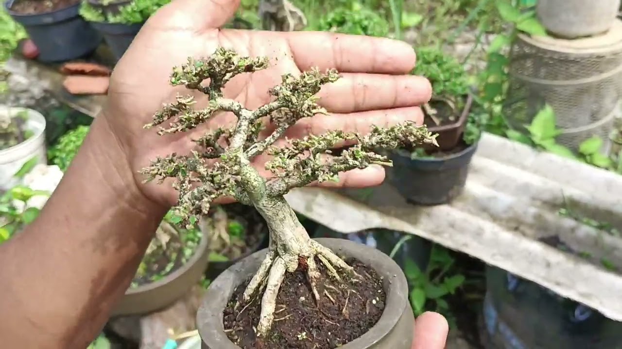 Cara Mengatasi Bonsai sancang mati ranting dimusim hujan #bonsaisancang #ordernow #youtubeshorts