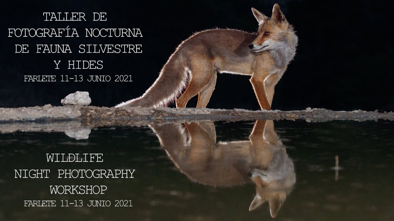 FOTOGRAFÍA NOCTURNA DE FAUNA SILVESTRE_TALLER FOTOGRAFÍA  Hides de Monegros_11-13 junio 2021