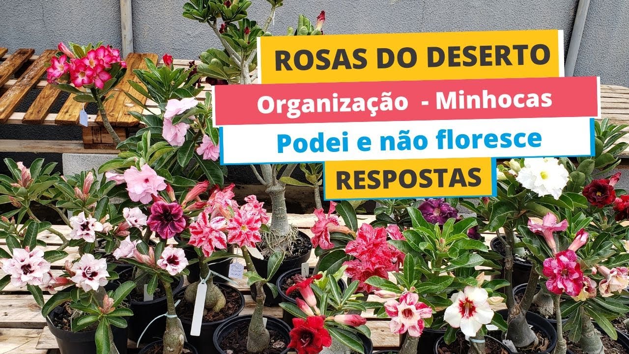 Rosas do Deserto - Organizar a coleção - podei e nunca floresceu - minhoca no substrato - Respostas