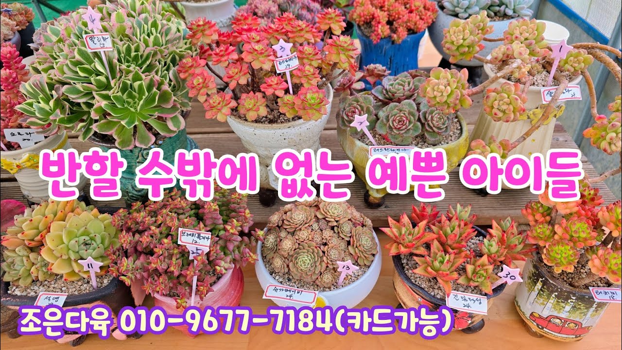 250101📍#조은다육 샹그릴라 레드환타지아 레티지아 만리화 후레뉴 벤바디스 매금장미 핑크여월 비취유리 석영