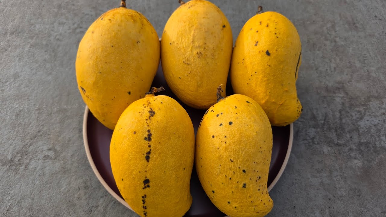 TJC mango [Mangifera indica]