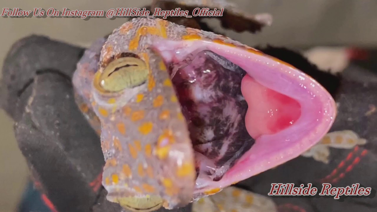 Reptile Unboxing (UnderGround Reptiles)