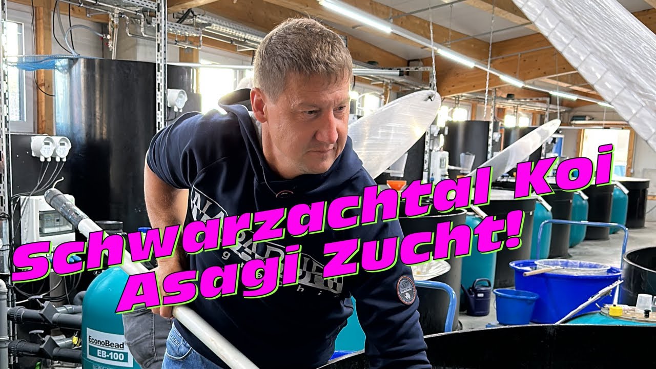 Neue Wege beschreiten! Die Asagi Zucht von Schwarzachtal Koi!