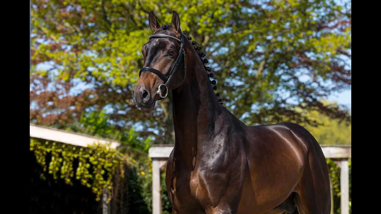 Summerlock D (Hardrock x Indoctro) Dark Bay – Stallion – KWPN – Born: 2022 – 1.67m