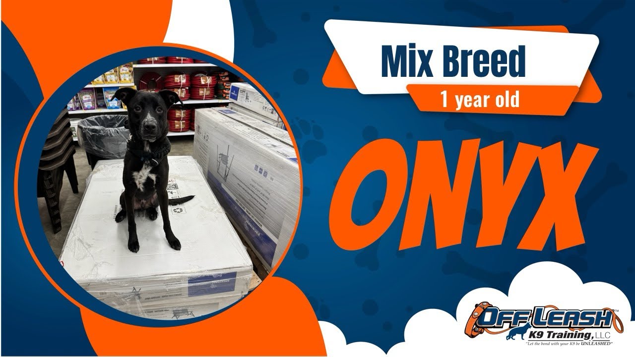Amazing Transformation | 2wk B&T | 1 year old | Mix Breed | Onyx | Indianapolis, IN