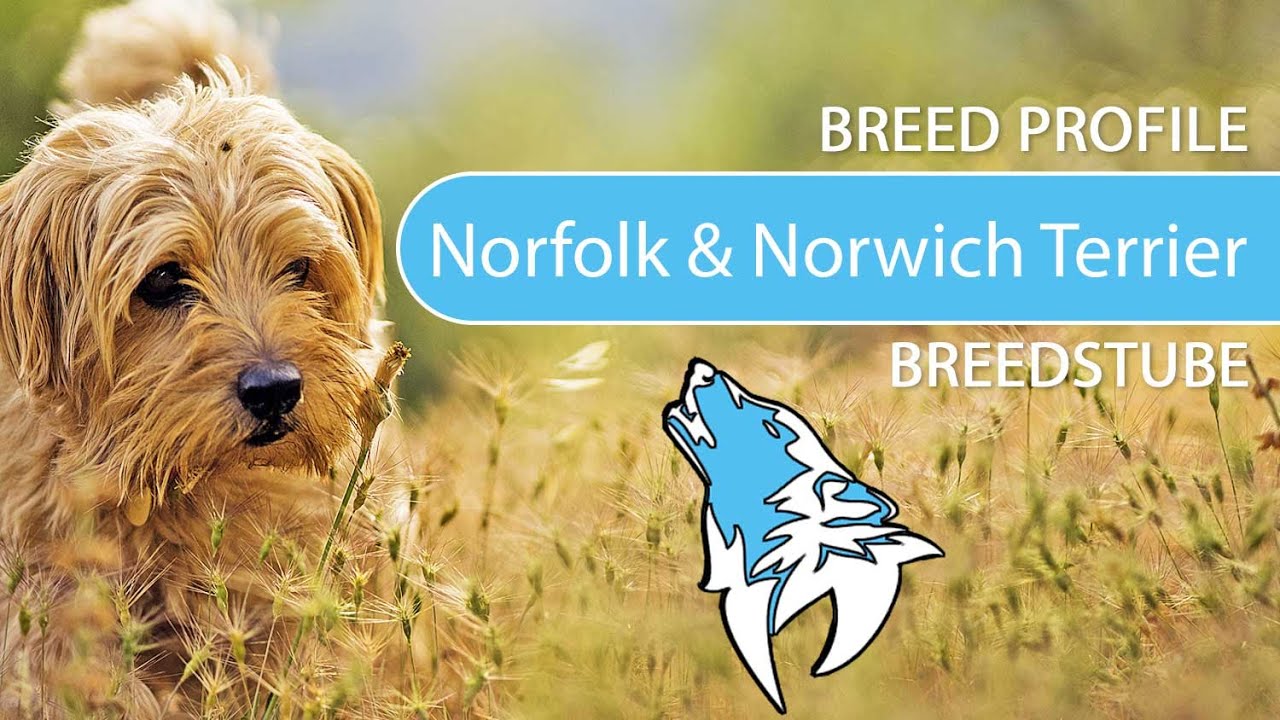 ► Norfolk and Norwich Terrier Breed [2020] Temperament & Training
