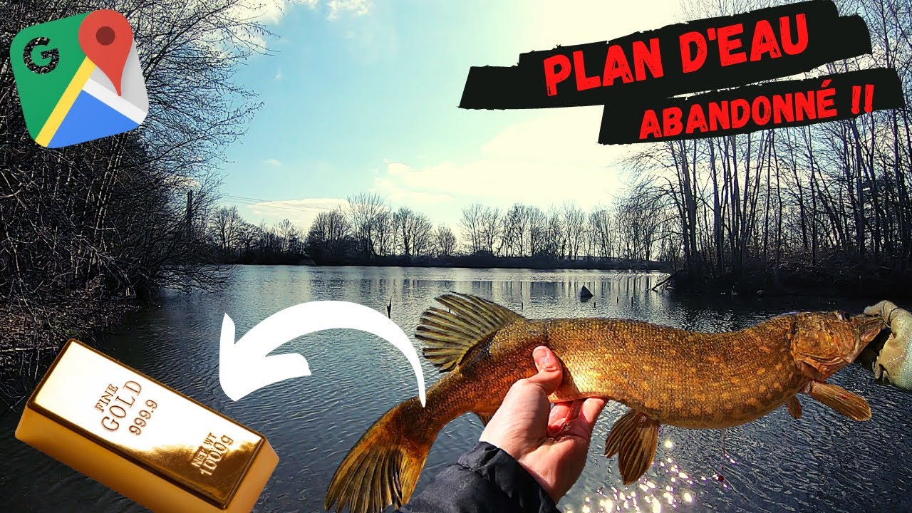 Un BROCHET JAUNE dans un plan d'eau abandonné !