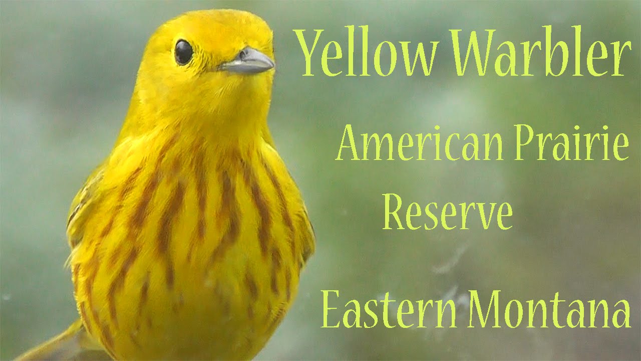American Yellow Warbler (Setophaga petechia), American Prairie Reserve, Montana, USA