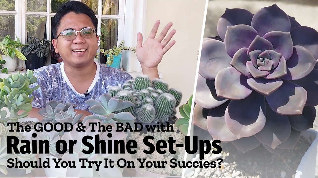 The PROS & CONS of Rain or Shine Succulents / Should You Try It?