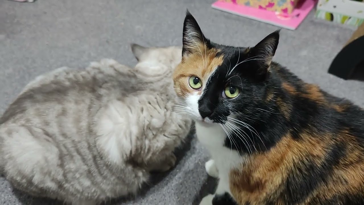 Feli und Sunny