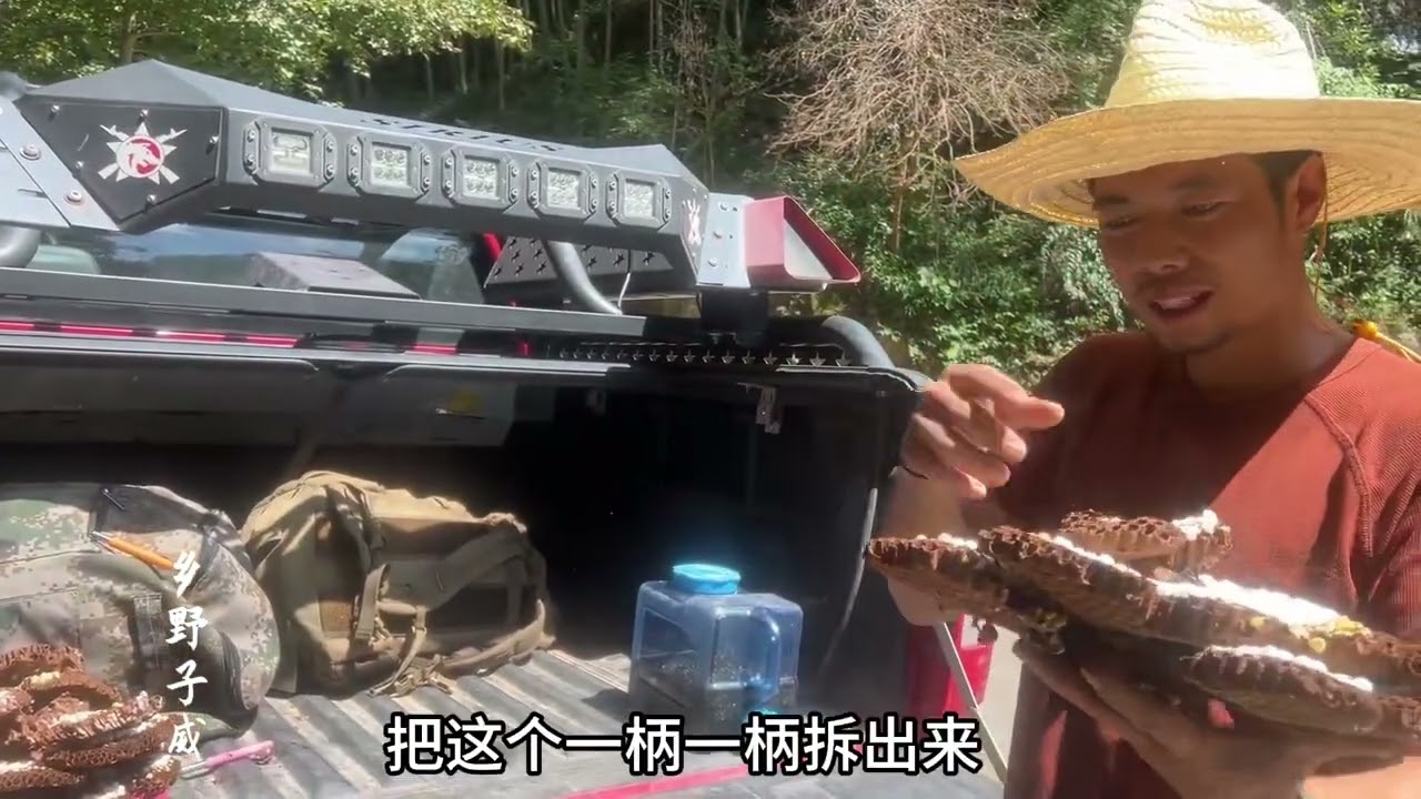 【乡野子威】四爷被虎头蜂连蛰四口，子威上标追标一标定位，树洞难挖累倒在地