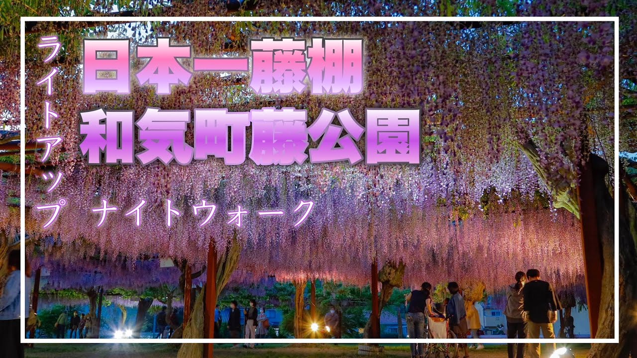 【和気町藤公園】ライトアップは3年ぶり！藤まつりナイトウォーク！（岡山県和気町）／備後カメラ部【岡山藤棚スポット】
