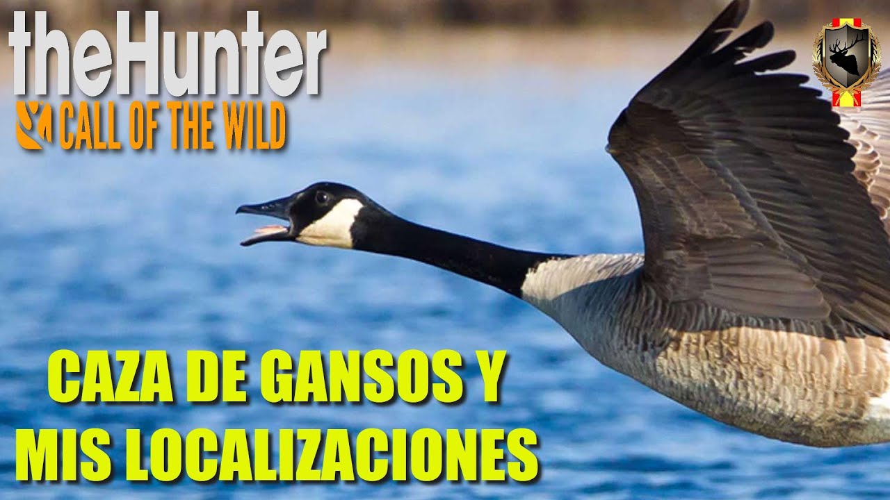 GUÍA CAZA DEL GANSO DEL CANADÁ Y MIS LOCALIZACIONES - the hunter call of the wild - Spanishunter#163