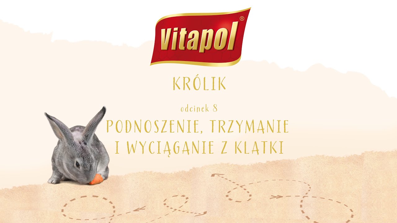 Królik - Podnoszenie, trzymanie i wyciąganie z klatki (odcinek 8)