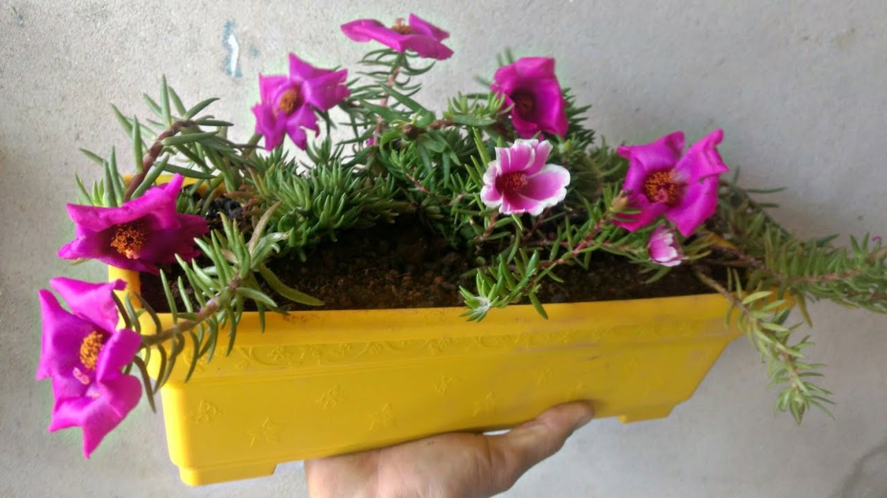 O segredo para ONZE HORAS florir