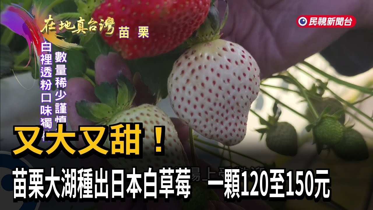 又大又甜！　苗栗大湖種出日本白草莓　一顆120至150元－民視新聞
