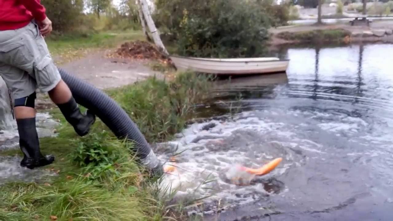 6.oktober 150 kg. guld&oslash;rreder i B&oslash;rnes&oslash;en!