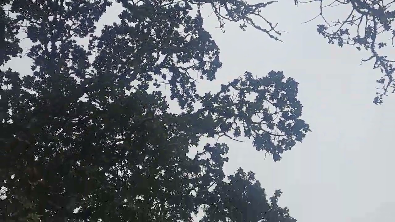 Garry Oaks are cool (Quercus garryana)