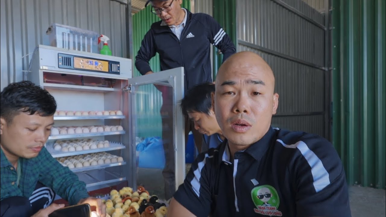 HÔM NAY BÁN LỨA GÀ ĐẦU TIÊN MỘT CỘT MỐC NHỎ NHƯNG LÀ TRÁI NGỌT ĐẦU TIÊN SAU BAO NGÀY CHĂM SÓC 