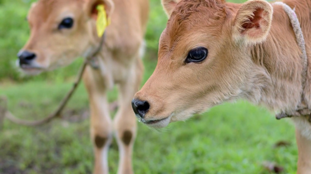 Agriviews Season 3: Drink Real Milk
