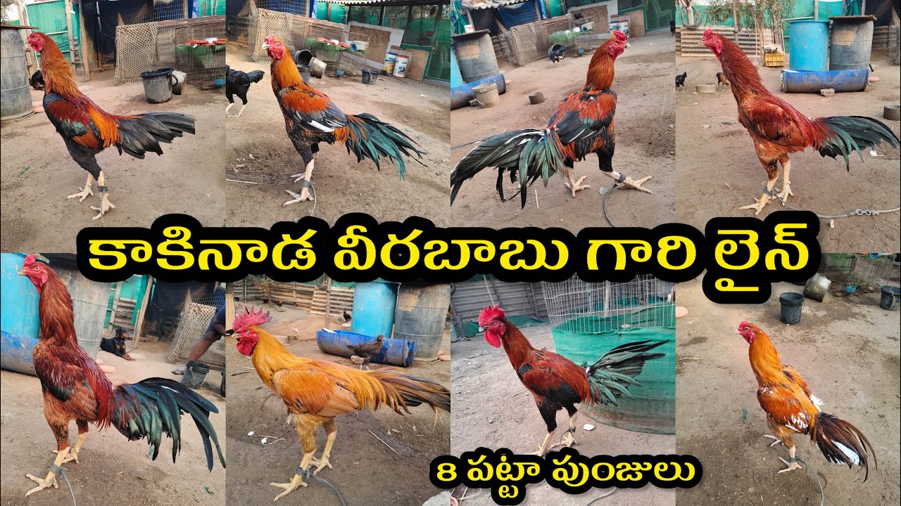 కాకినాడ వీరబాబు గారి 8 పుంజులు॥📲 7093281619 #virulvideo #birds 