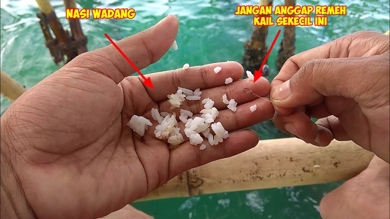 sulit dipercaya mancing pakai umpan yang selalu di anggap remeh padahal jitu