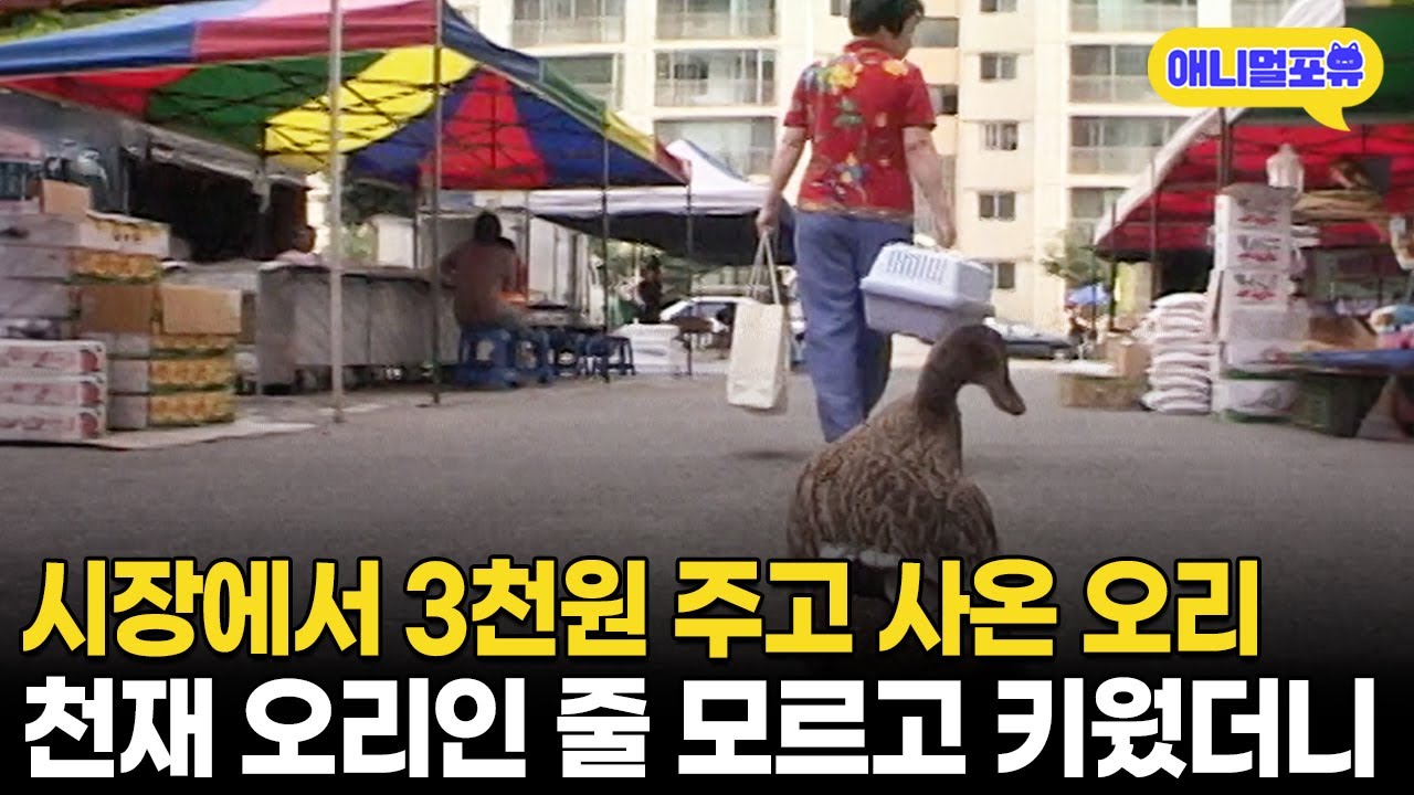 시장에서 3천원 주고 사온 오리, 그런데 뭔가 이상하다 I KBS 주주클럽 041002 방송