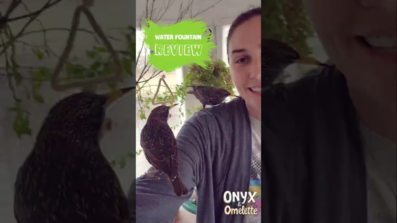 Amazon Teal Bird Bath Review with Onyx and Omelette! 