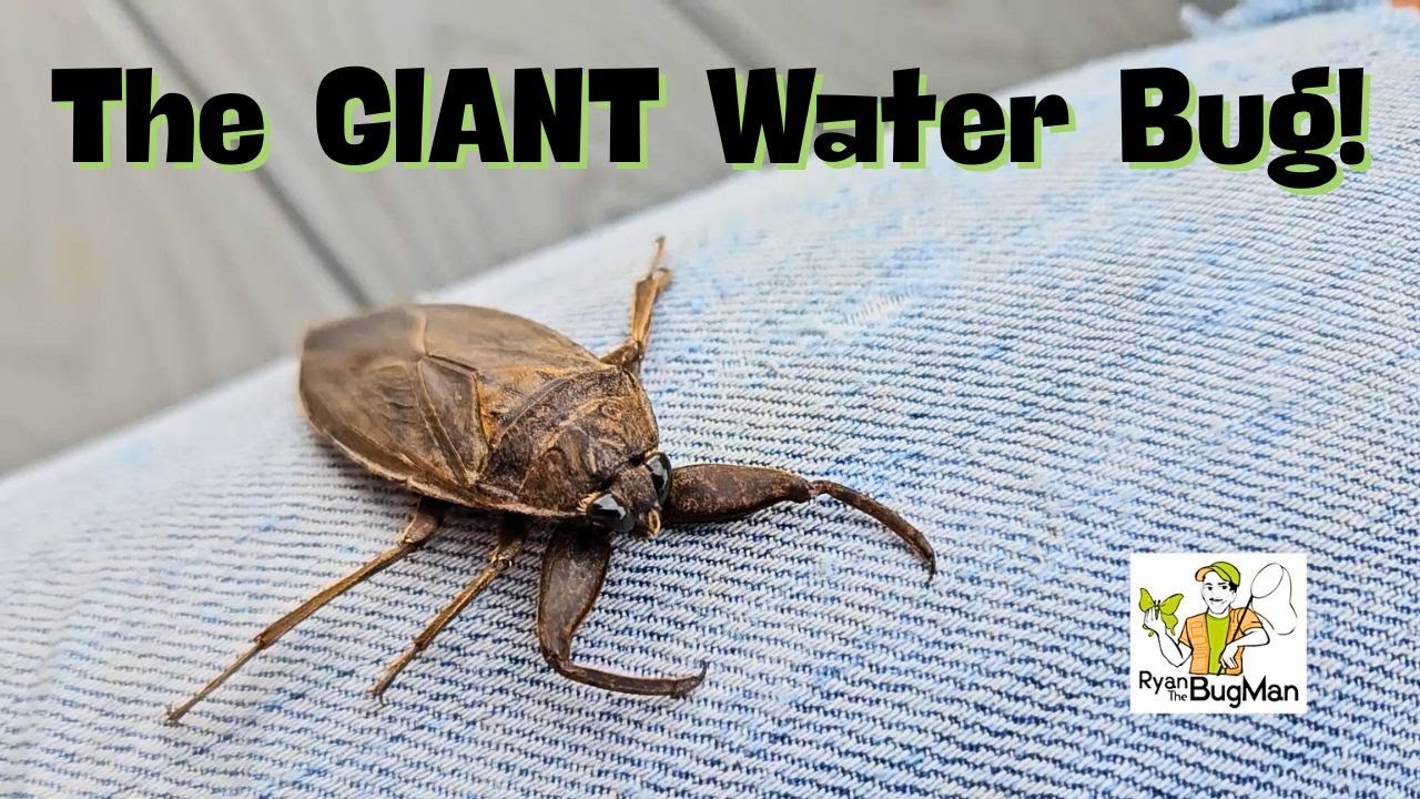 The Giant Water Bug: Nature’s Savage Underwater Predator!