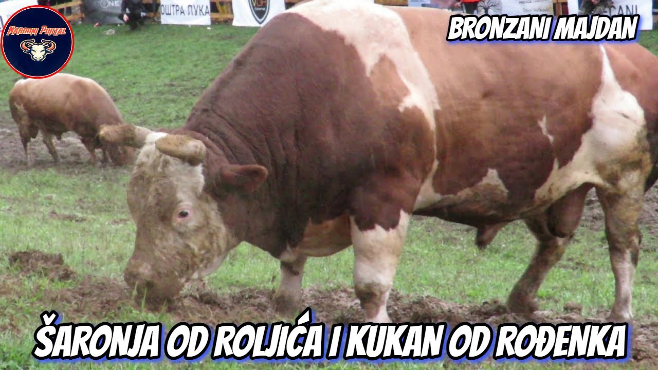 ŠARONJA OD ROLJIĆA I KUKAN OD ROĐENKA BRONZANI MAJDAN 2022 KORIDA