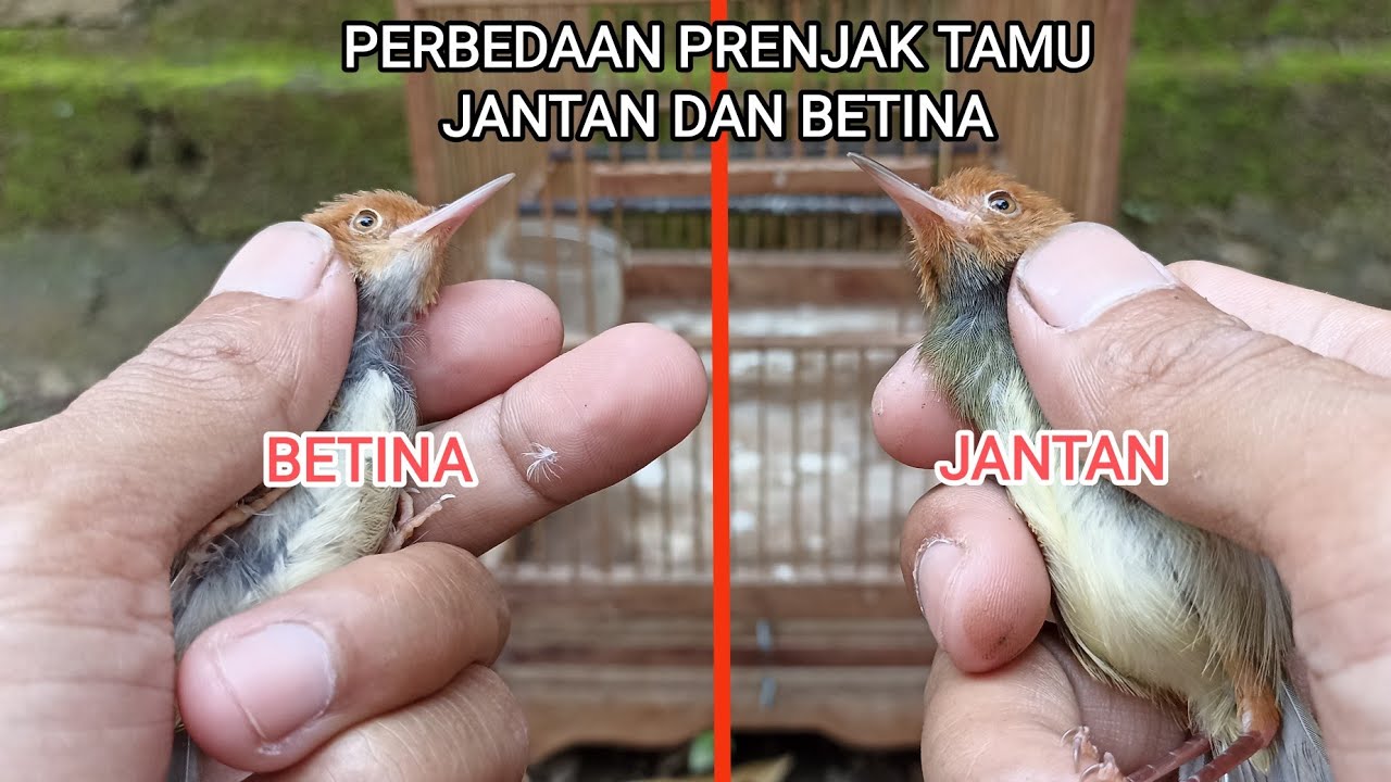 PERBEDAAN  PRENJAK TAMU JANTAN DAN BETINA jamin akurat