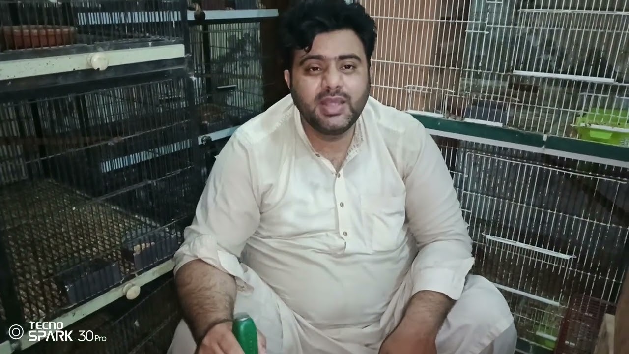 Ringneck,Grey parrot,Java,lovebird ka box neat or ready krne ka tarika.