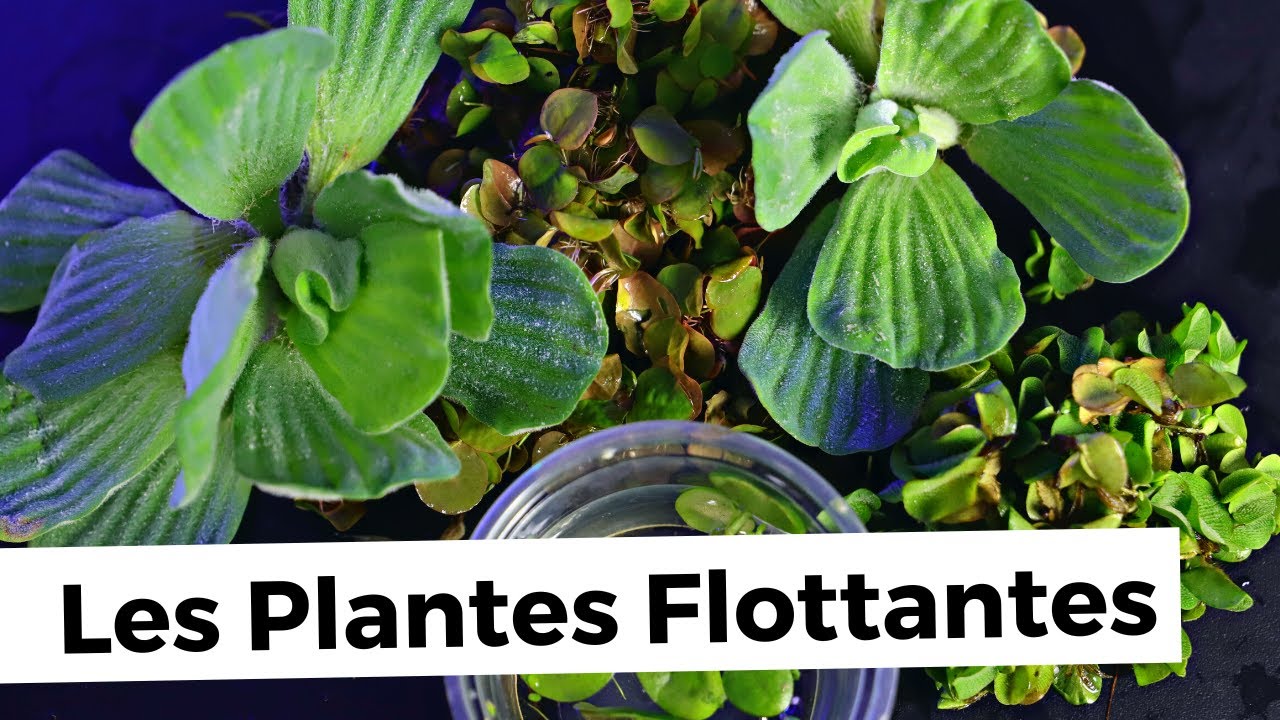 TOUT SUR LES PLANTES FLOTTANTES | AQUABOTA