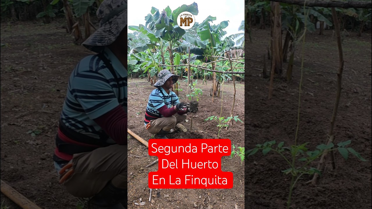 Siembra de Tomate y Pepido en peque&ntilde;a escala