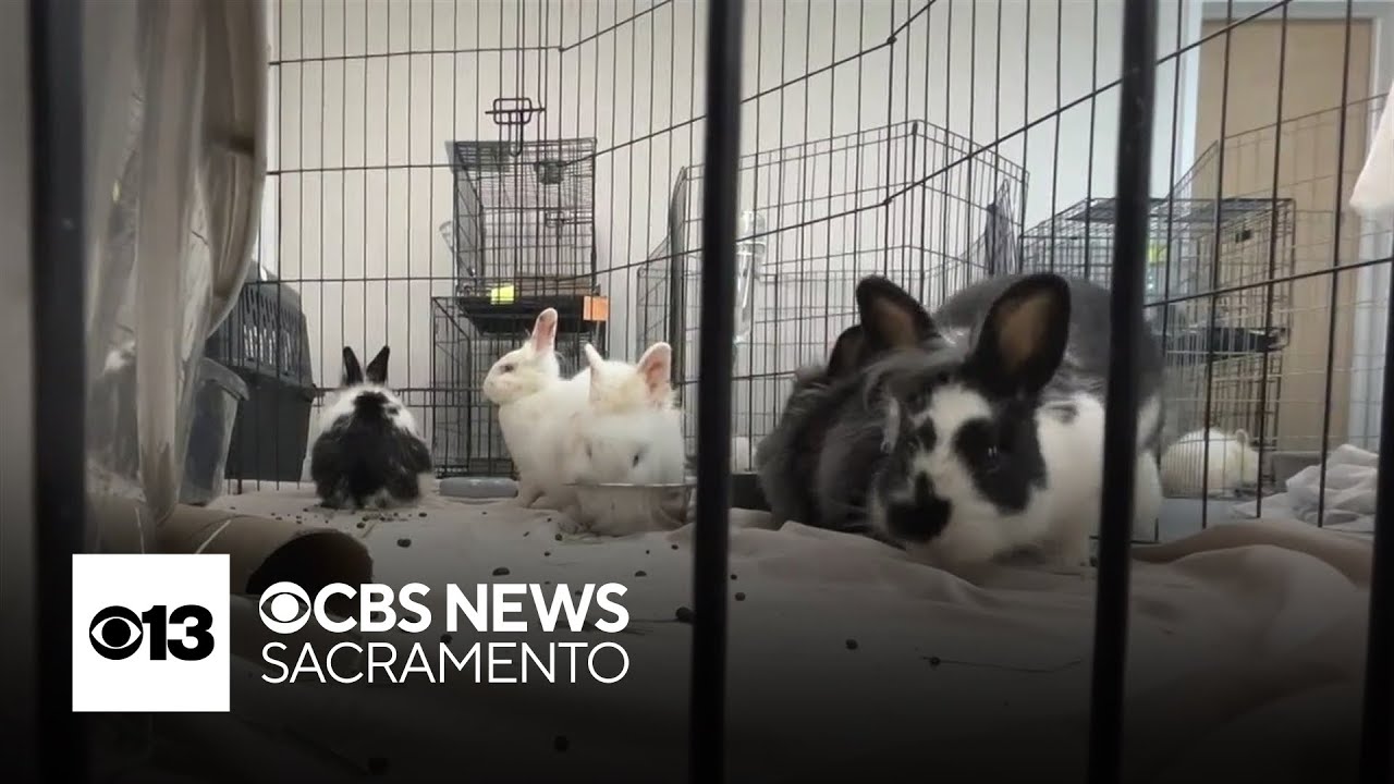 Placer SPCA rescues more than 100 bunnies from Roseville home