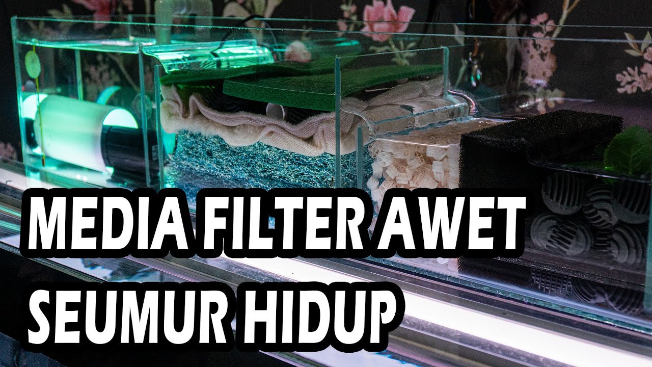 TOP MEDIA FILTER TERBAIK UNTUK AROWANA MUDAH PERAWATAN 2022