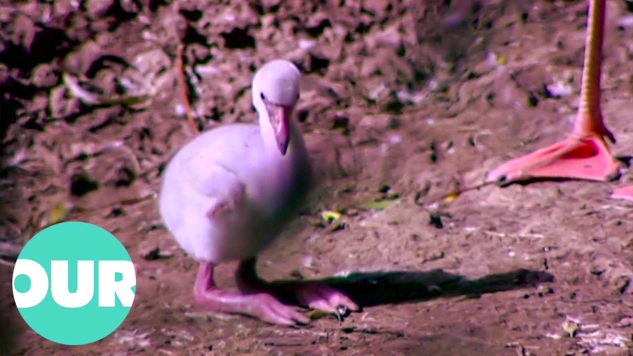 Torrential Summer Rain Threatens Life Of Baby Flamingos | Zoo Days | Our World