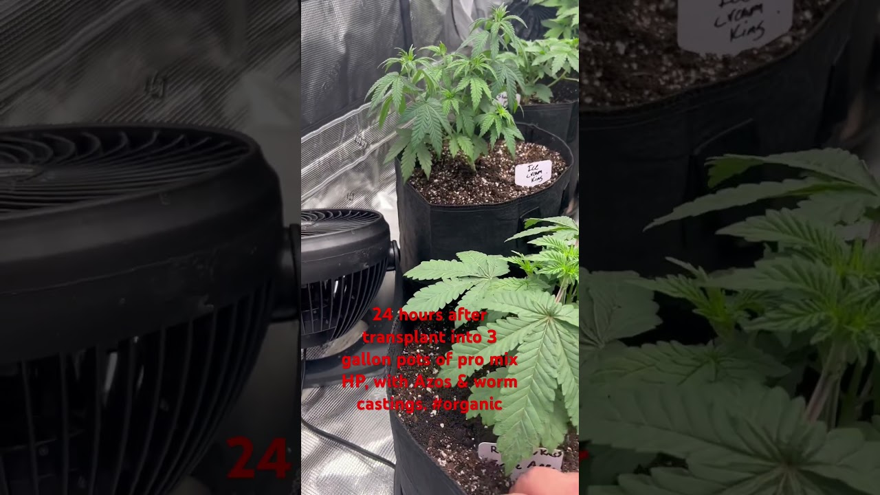 3 weeks of veg, then we&rsquo;ll flip into flower Halloween Night. #420 #plant #gardening #cannacoco