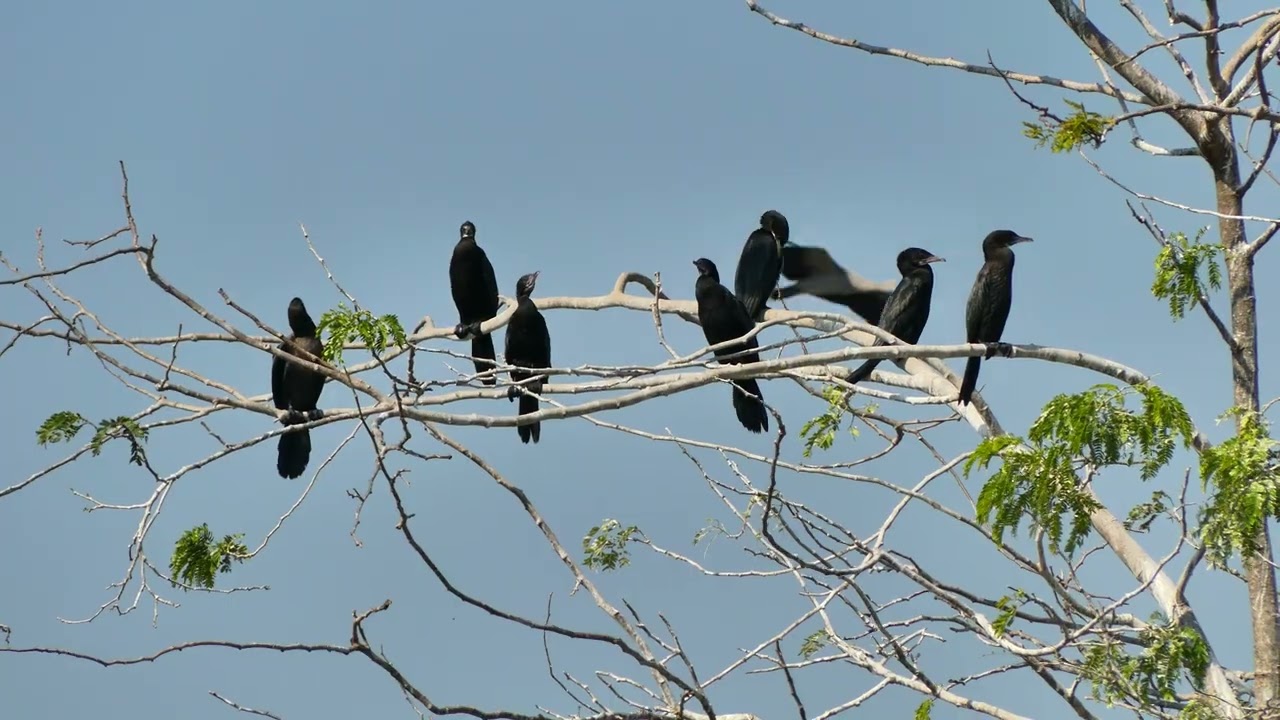 Bird Sanctuary Preserving Habitat, Harmony, and Hope for Feathered Species 00131