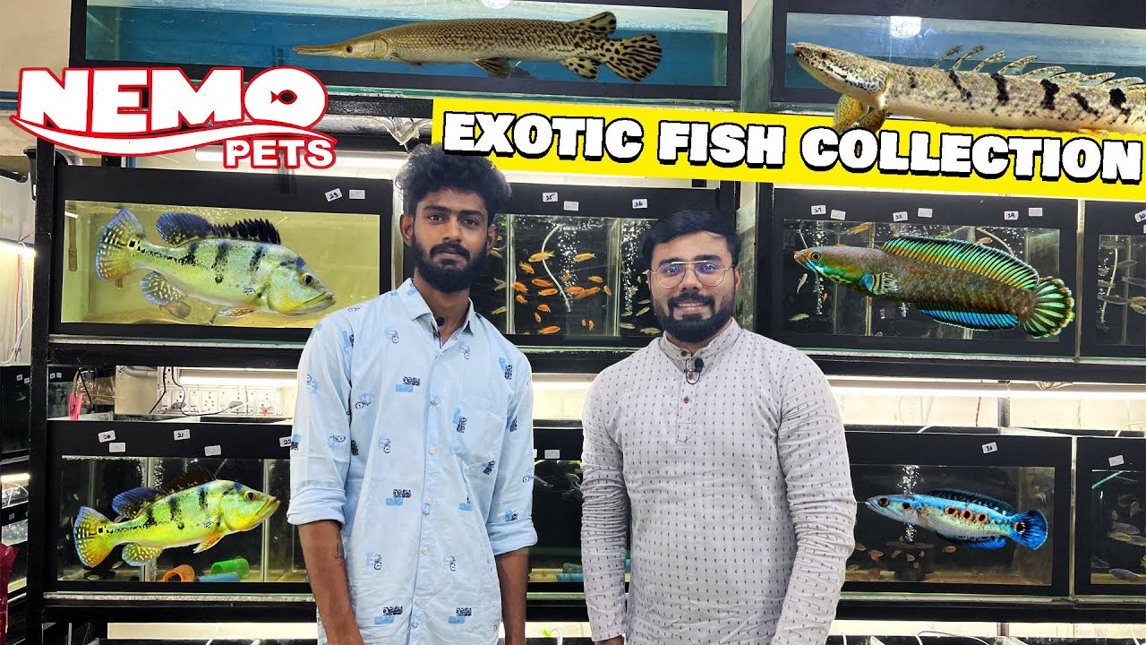 ₹5 ரூபாய் முதல் Nemo pets | Rare Exotic Fish Collection | Price List | Cheapest Aquarium
