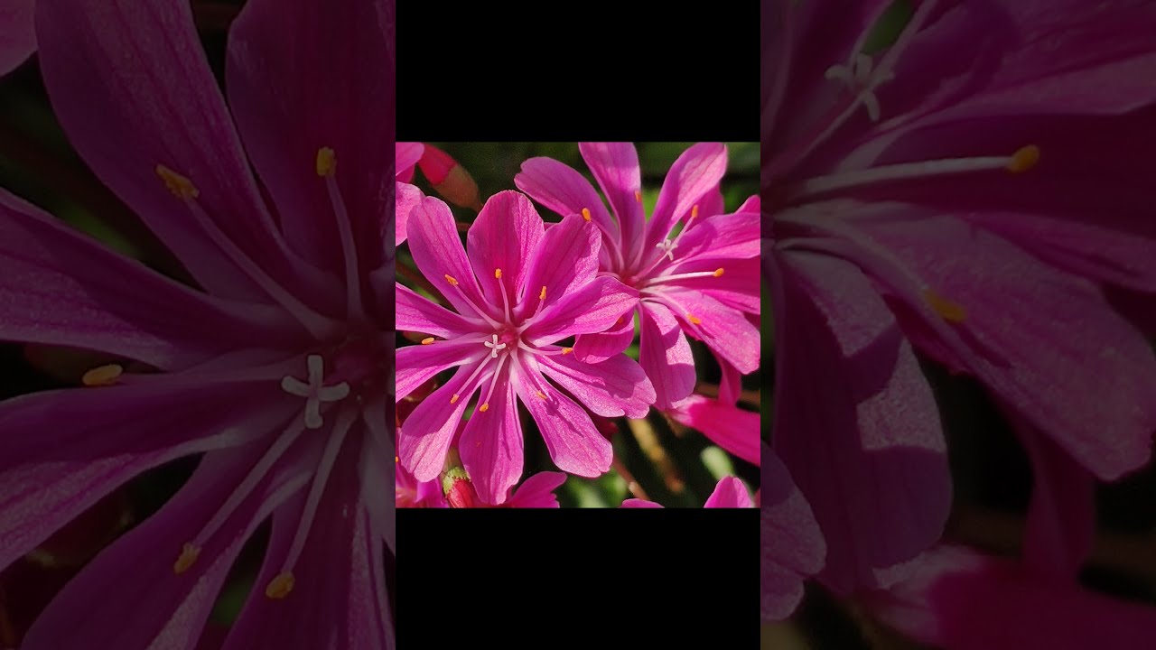 5 most beautiful purple flowers from our garden🌷