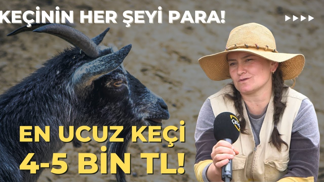 En Ucuz Keçi 4-5 Bin TL / Keçinin Her Şeyi Para!
