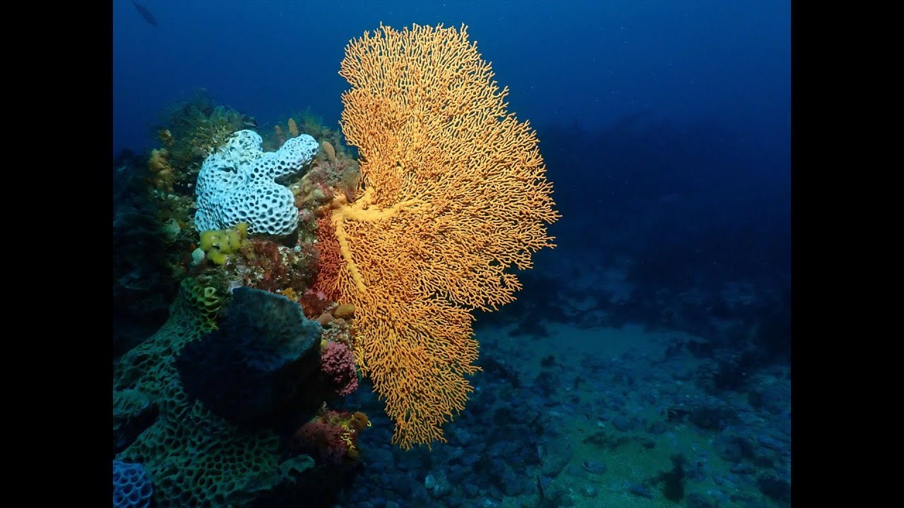 Torquay Diving - Winter Cray Dive